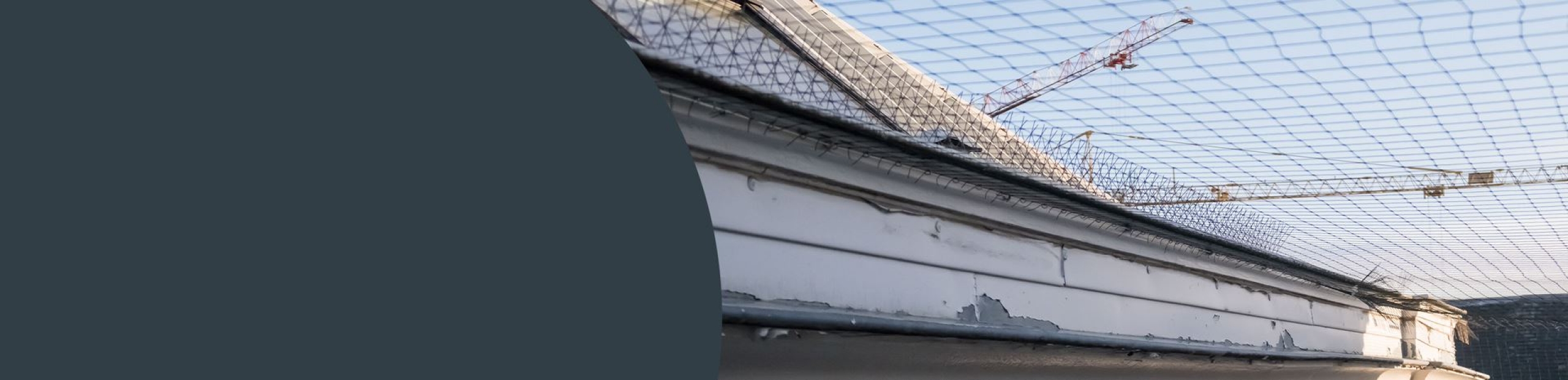 Bird Netting Services - Ealing