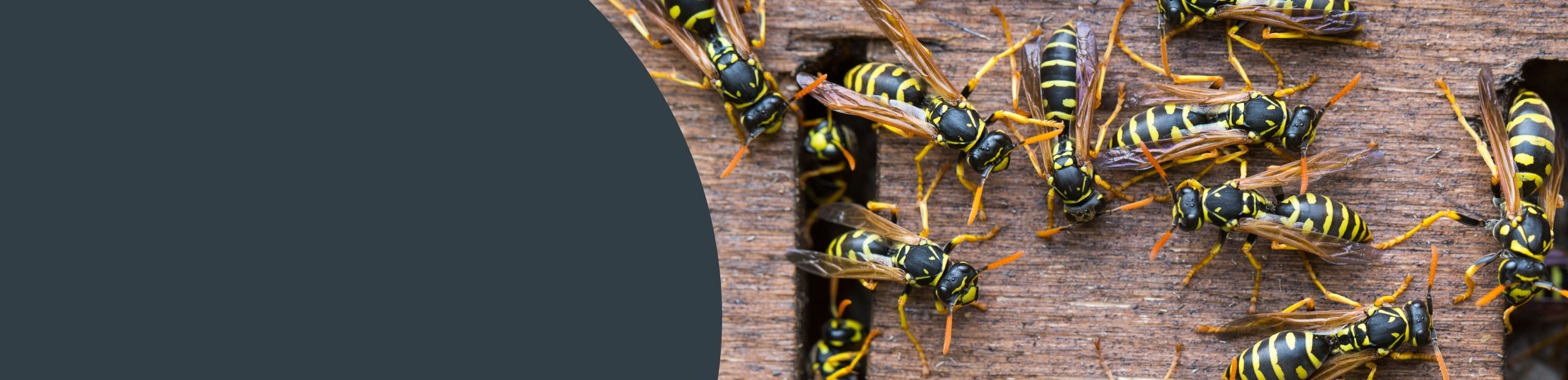 Insect Removal - Barking & Dagenham