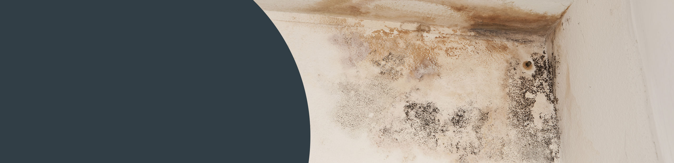 Mould Remediation Knebworth