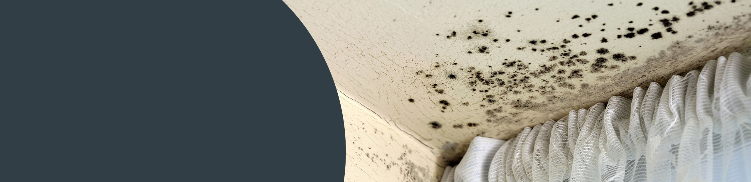 Mould Remediation - Runnymede