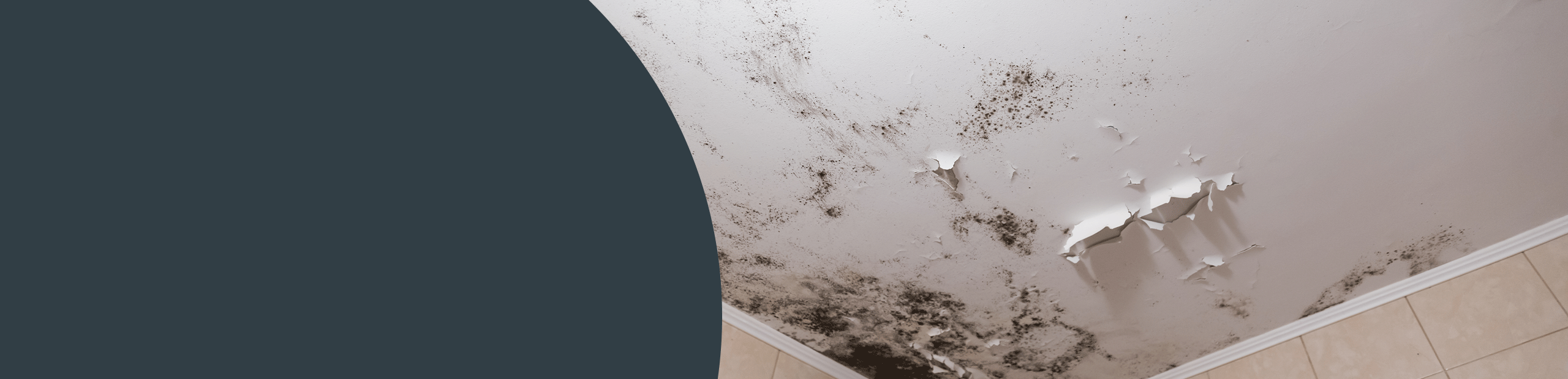 Mould Remediation Services - Cranbrook 