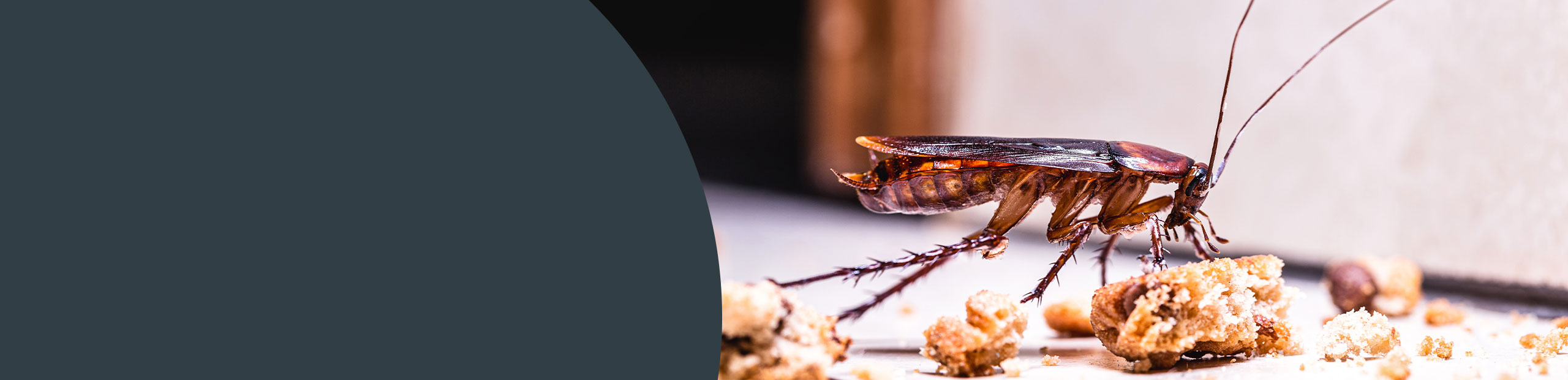 Pest Control - Richmond Upon Thames