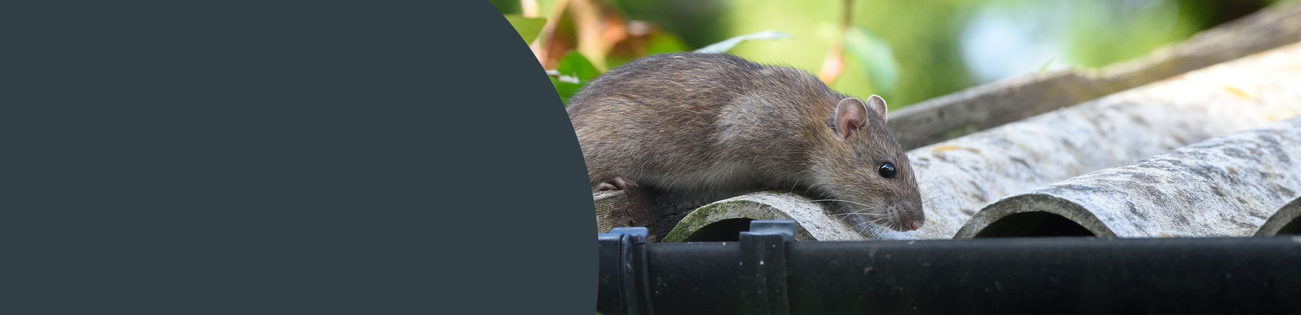 Rodent Control - Waltham Forest