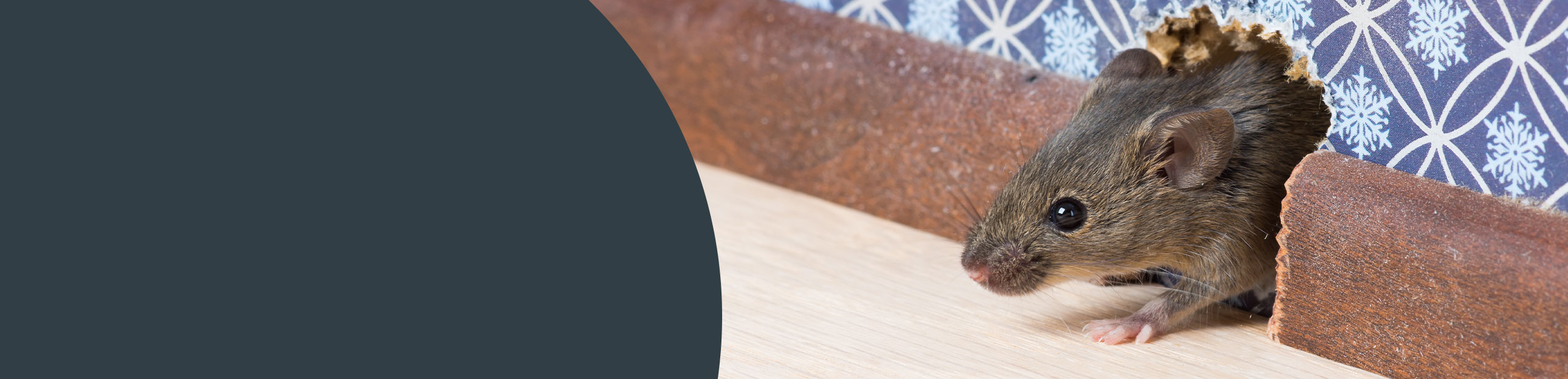 Rodent Removal - Southampton